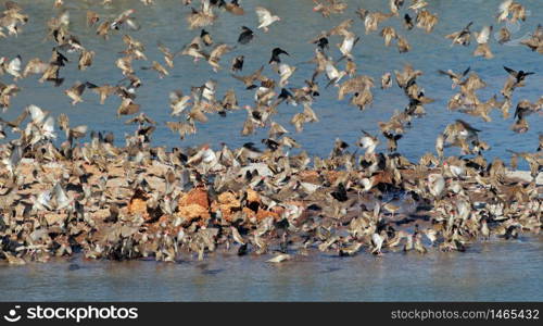 Flock of red-billed queleas (Quelea quelea) drinking water, Etosha National Park, Namibia