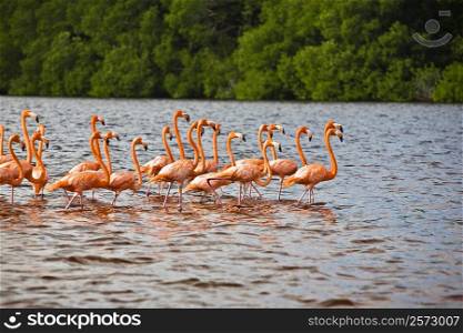 Flock of Ria De Celestun birds in water, Yucatan, Mexico