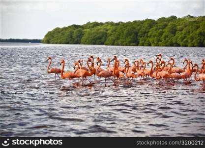 Flock of Ria De Celestun birds in water, Yucatan, Mexico