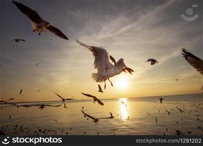 flock of sea gull flying against beautiful sunset sky