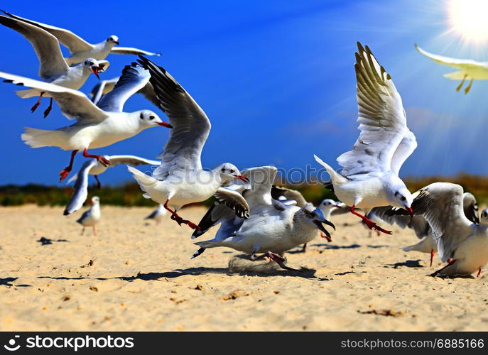 flock of sea gulls flying in the air against a background of nature in the rays of a bright sun, summer day