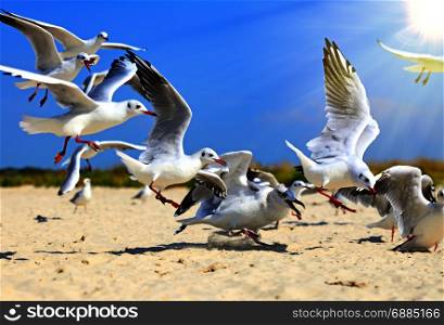 flock of sea gulls flying in the air against a background of nature in the rays of a bright sun, summer day