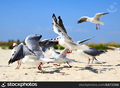 flock of sea gulls in flight on a sandy beach, summer day