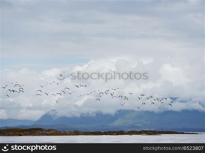 flock of seagulls against of Alaska landscape. Seagulls in Flight