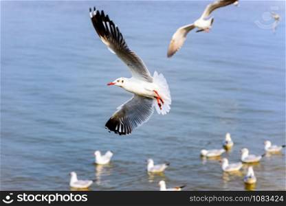 Flock of seagulls, animal in beautiful nature landscapes, many birds floating and flying on water surface of the sea at Bangpu Recreation Center, Famous tourist attraction of Samut Prakan, Thailand. Flock of seagulls at Bangpu Recreation Center