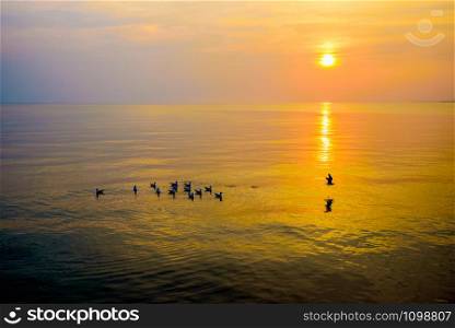 Flock of seagulls birds floating in the sea, the bright sun on the orange, yellow colorful sky sunlight reflect the water, Animal in beautiful nature landscape at sunrise, sunset background, Thailand. Flock of seagulls floating in the sea at sunset