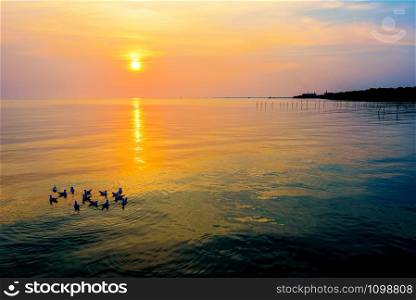 Flock of seagulls birds floating in the sea, the bright sun on the orange, yellow colorful sky sunlight reflect the water, beautiful nature landscape at sunrise, sunset background at Bangpu, Thailand . Flock of seagulls floating in the sea at sunset