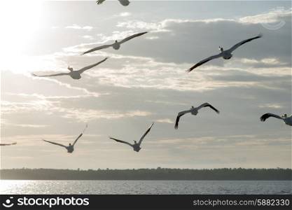 Flock of Seagulls flying over the lake, Lake Of The Woods, Ontario, Canada