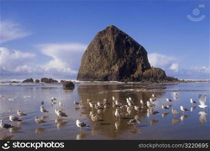 Flock of Seagulls on a Rocky Beach