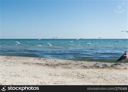 flock of seagulls on the beach on a summer sunny day, Ukraine, Black Sea