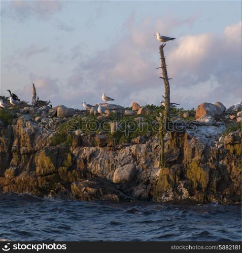 Flock of Seagulls on the coast, Lake Of The Woods, Ontario, Canada