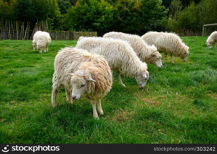 flock of sheep