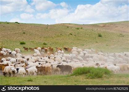 flock of sheep and goats go raising dust