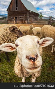 Flock of sheep at Williams Lake British Columbia Canada