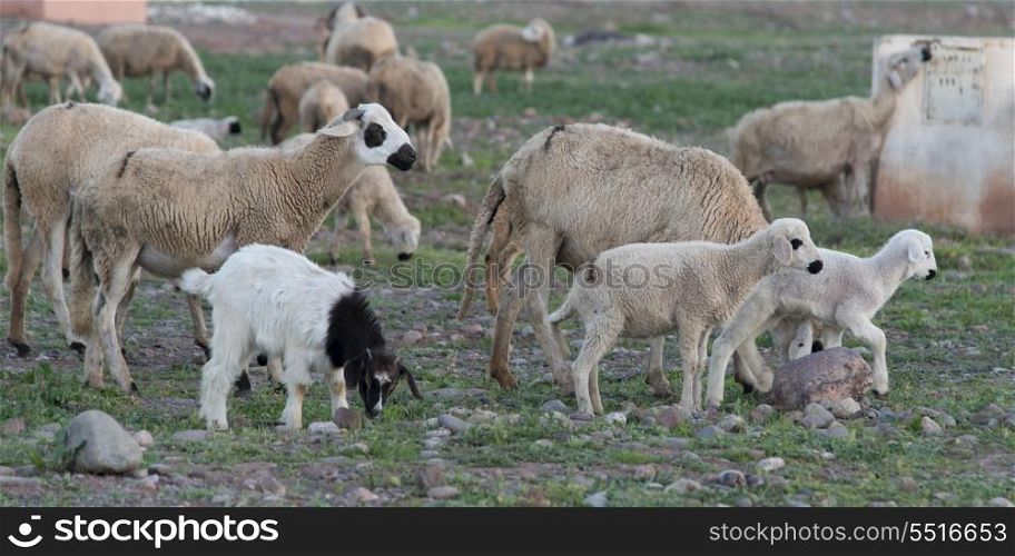 Flock of sheep grazing in a field, Agdal, Morocco