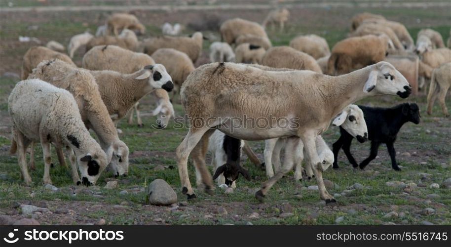 Flock of sheep grazing in a field, Agdal, Morocco