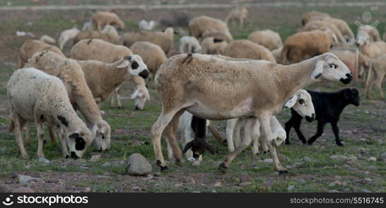 Flock of sheep grazing in a field, Agdal, Morocco