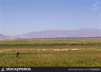 Flock of sheep grazing in a large meadow with high mountains on the background.Wide angle view.. Flock of sheep grazing in meadow with mountains