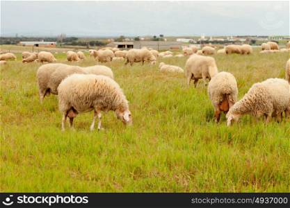 Flock of sheep grazing in a meadow with tall grasses