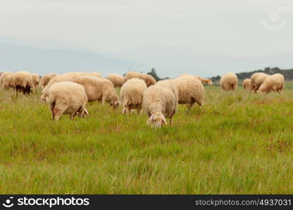 Flock of sheep grazing in a meadow with tall grasses