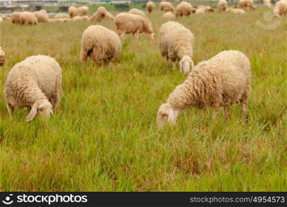 Flock of sheep grazing in a meadow with tall grasses