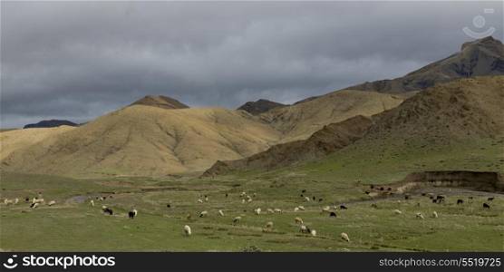 Flock of sheep grazing in a valley, Atlas Mountains, Morocco
