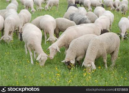 Flock of Sheep Grazing on a Grassy Pasture