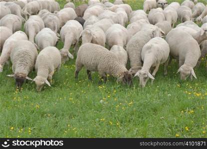 Flock of Sheep Grazing on a Grassy Pasture