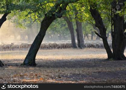 Flock of sheep in autumn forest