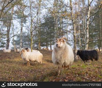 flock of sheep in colorful fall forest near utrecht and zeist in the netherlands