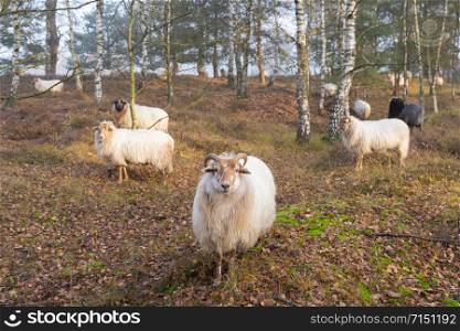 flock of sheep in colorful fall forest near utrecht and zeist in the netherlands