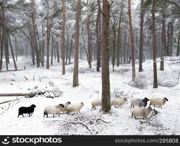 flock of sheep in snow between trees of winter forest near utrecht and zeist in the netherlands