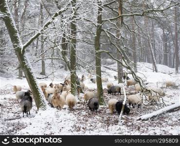flock of sheep in snow between trees of winter forest near utrecht and zeist in the netherlands