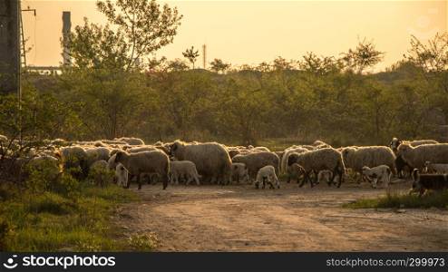 Flock of sheep in the morning