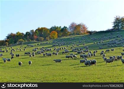 flock of sheep in the Rhon in October
