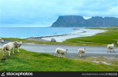 Flock of sheep near Haukland beach. Summer cloudy view. (Norway, Lofoten).