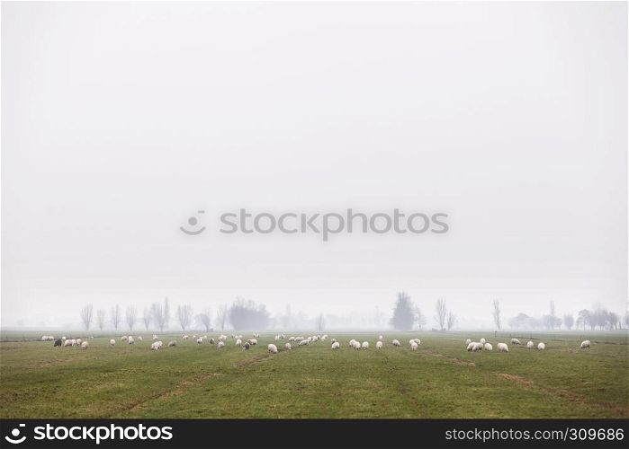 flock of sheep on overcast day in vast dutch meadow area near utrecht in the netherlands