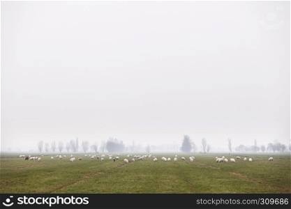 flock of sheep on overcast day in vast dutch meadow area near utrecht in the netherlands