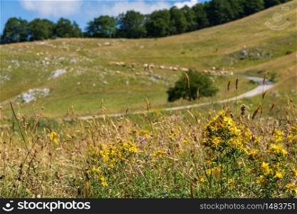 Flock of sheep on pasture near secondary countryside road through mountain Durmitor National Park, Montenegro, Europe, Balkans Dinaric Alps, UNESCO World Heritage. Yellow hypericum flowers in front.