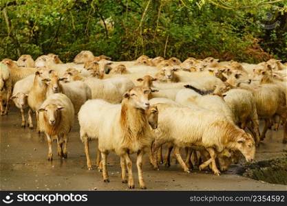 Flock of sheeps in spanish mountains. Agurain, Alava, Basque Country in Spain. Sheeps in spanish mountains