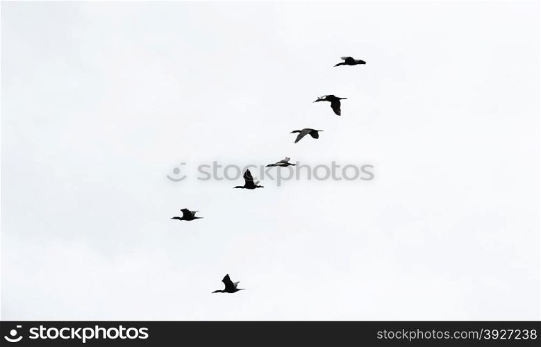 Flock of six black cormorant birds flying right to left in vertical formation on white sky.