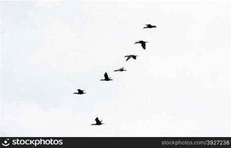 Flock of six black cormorant birds flying right to left in vertical formation on white sky.