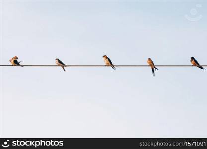 flock of small black birds village swallows sitting on the wires against the blue sky in the summer