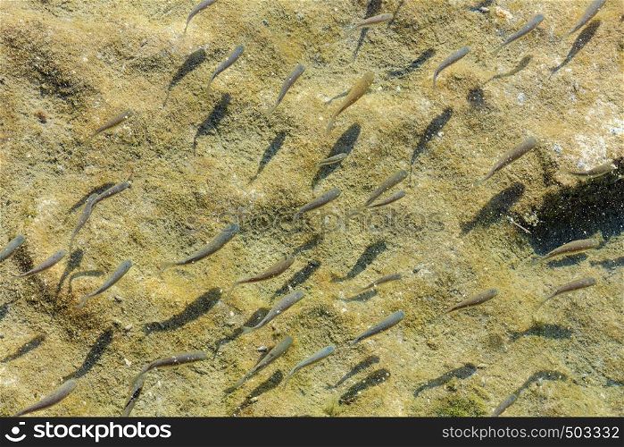 Flock of small fish on the background of sandy bottom of sea or lake.