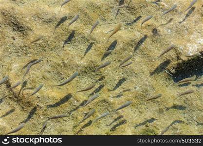 Flock of small fish on the background of sandy bottom of sea or lake.