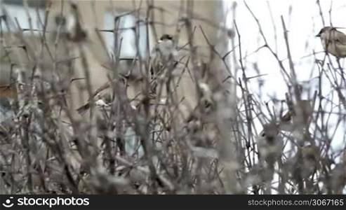 Flock of sparrows sitting on bare bush. Camera motion.