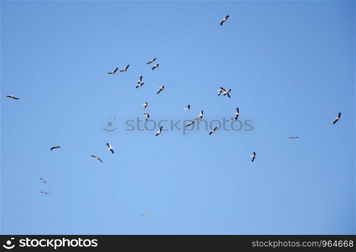 Flock of storks are flying into warm countries in autumn in the blue sky.