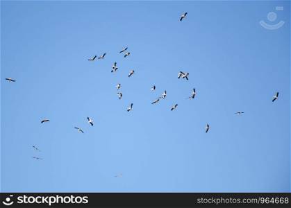 Flock of storks are flying into warm countries in autumn in the blue sky.