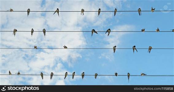 Flock of swallows on blue sky background. Wide photo.
