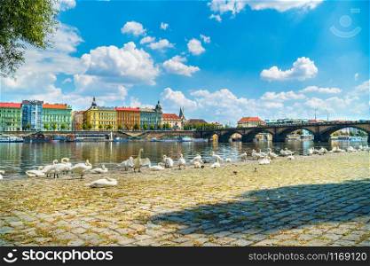 Flock of swans on embankment of river Vltava in Prague. Flock of swans in Prague